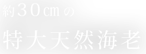 約30㎝の特大天然海老